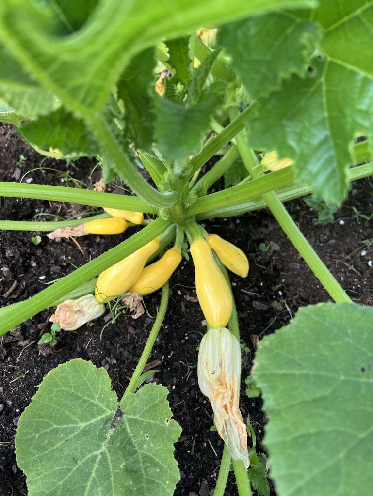 yellow squash